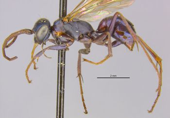 Media type: image;   Entomology 13626 Aspect: habitus lateral view